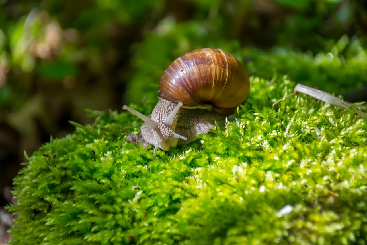 Comment se débarrasser des escargots