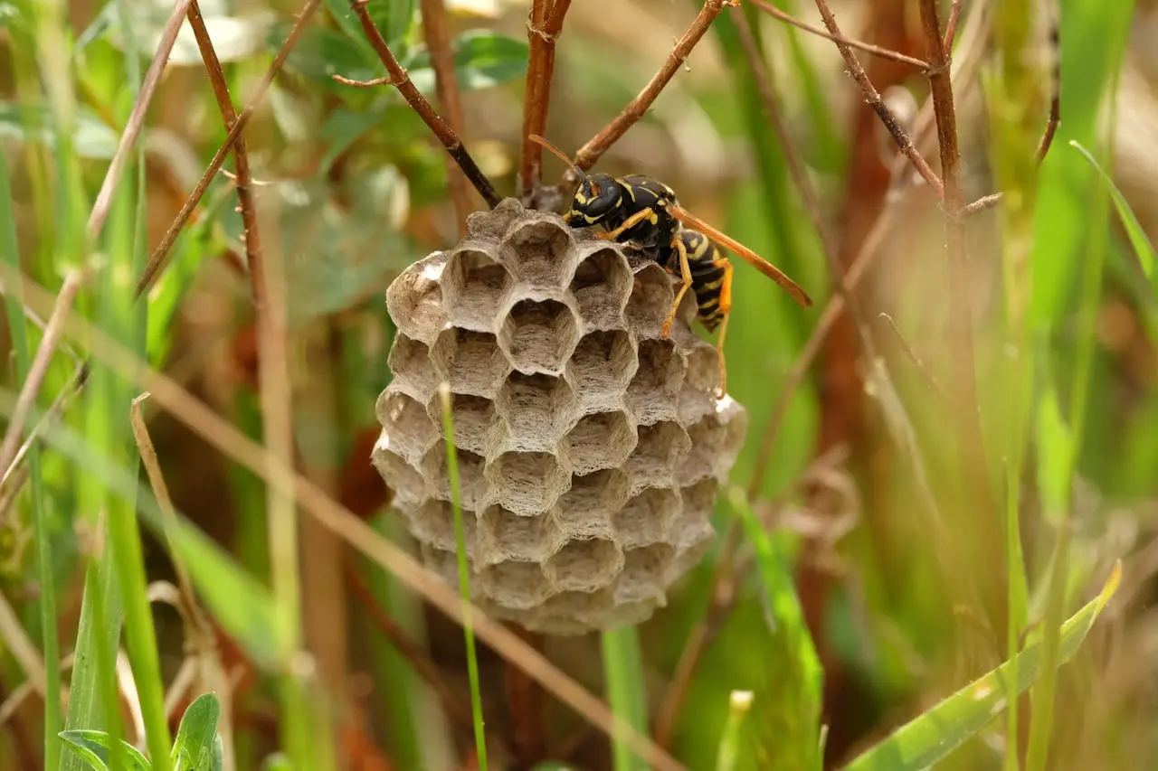Comment se débarrasser d'un nid de guêpes ?