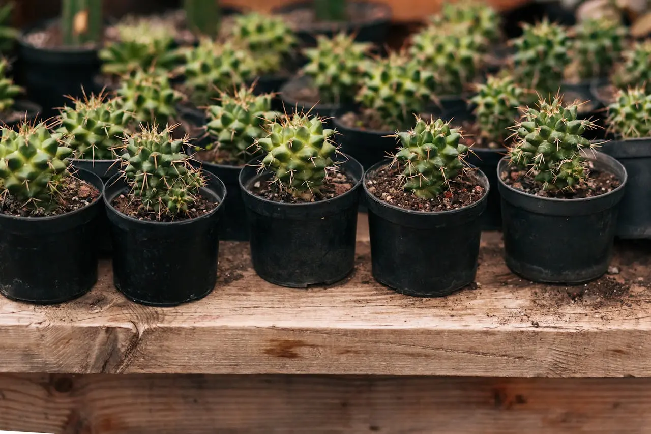 Cactus Mexicain : Guide Complet et Pratique