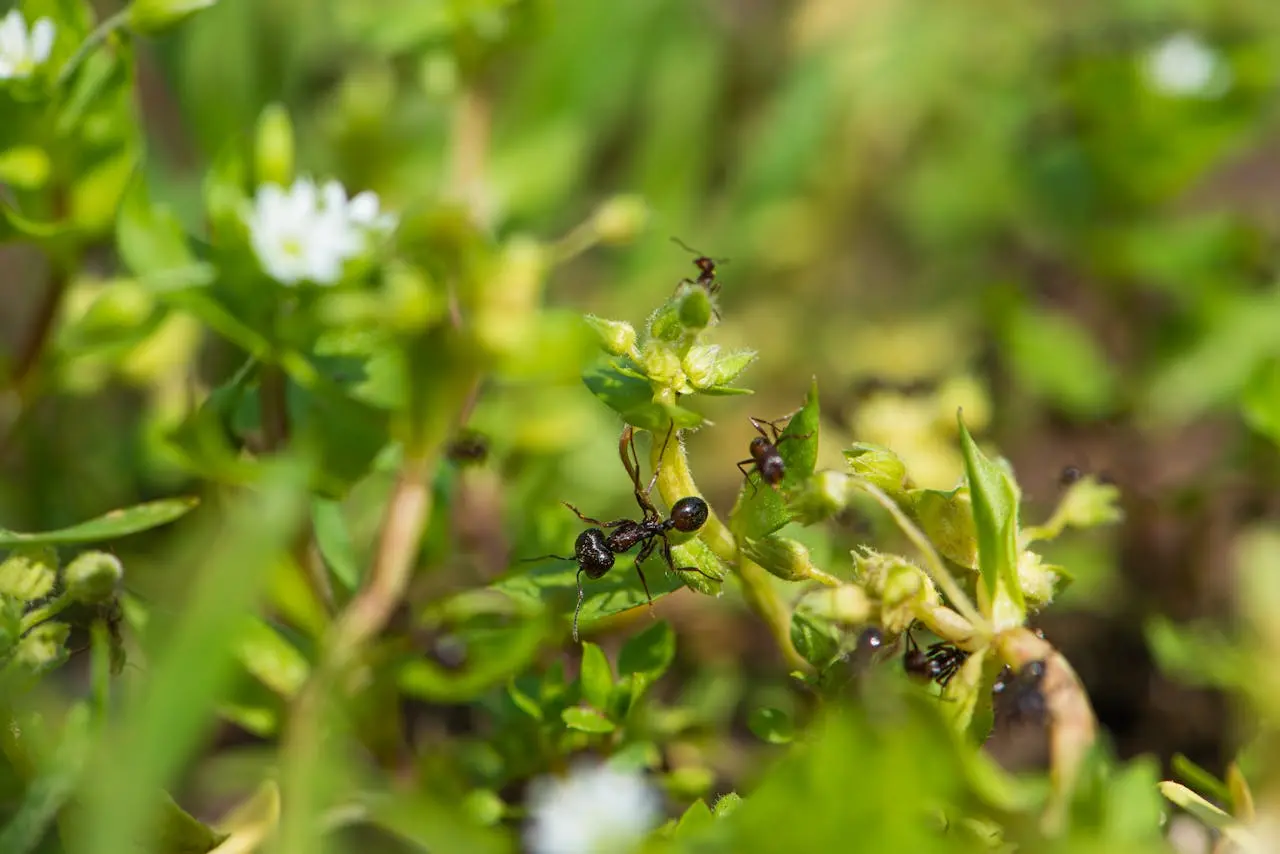Comment se débarrasser des fourmis dans le jardin ?