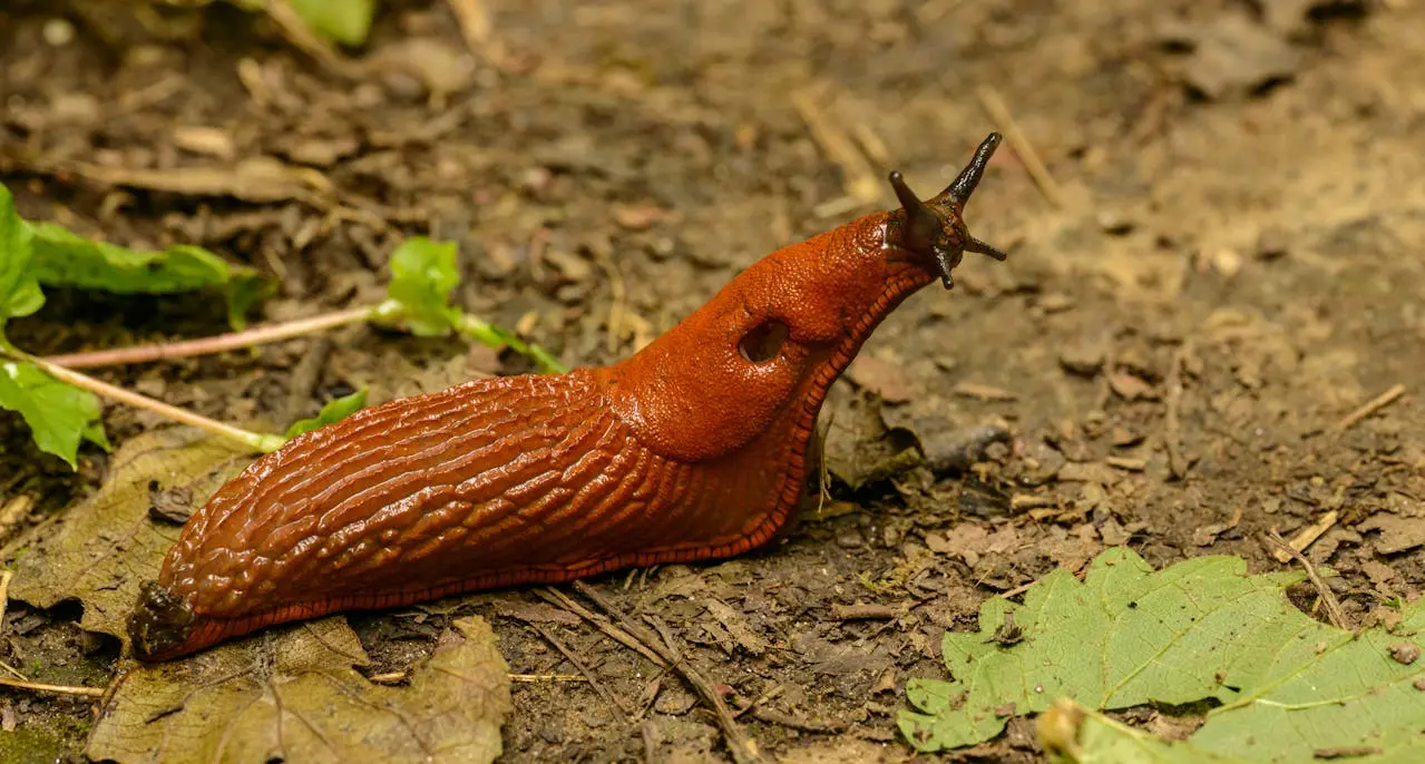 Comment se débarrasser des limaces dans le jardin ?