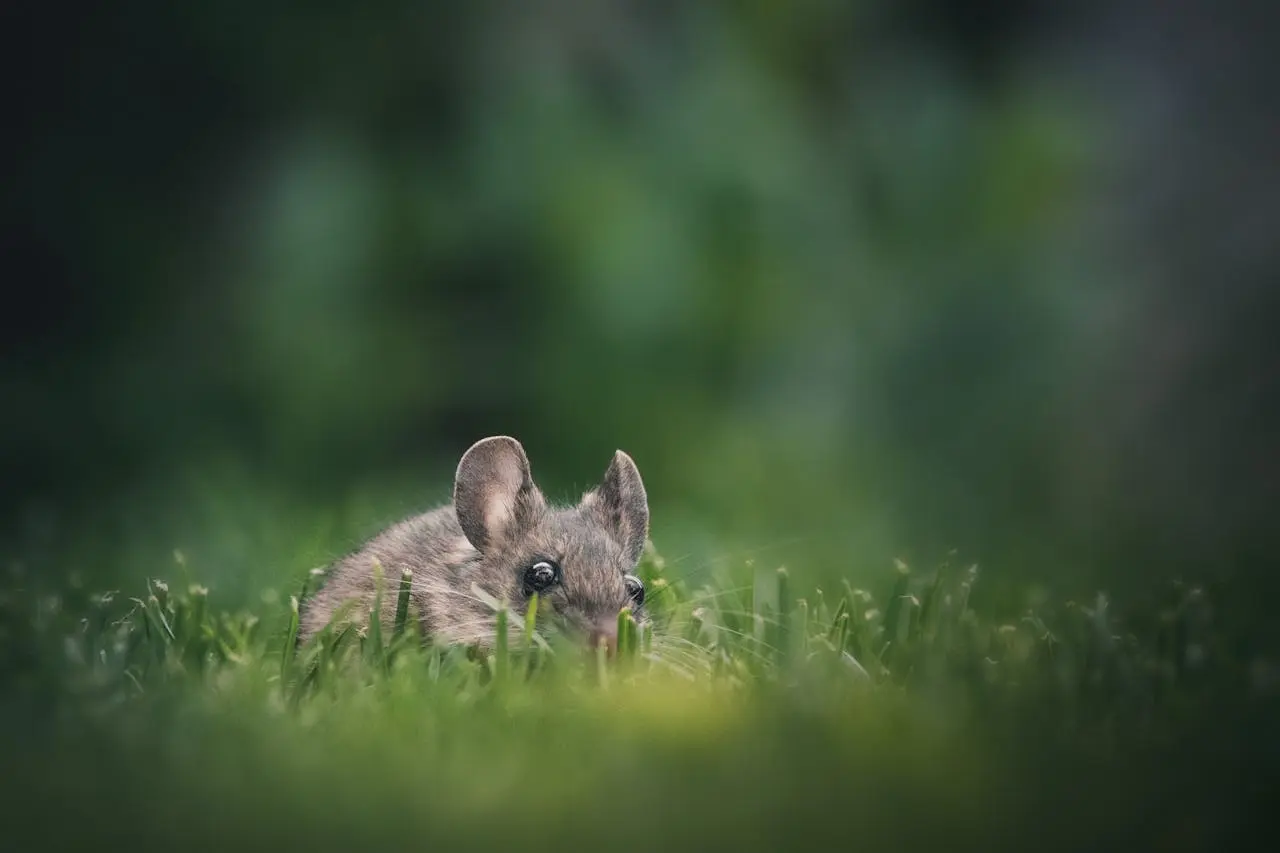 Comment se débarrasser des rats dans le jardin ?
